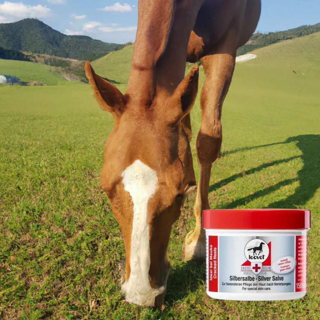 Présentation d'une tête de cheval avec un pot d'argent colloïdal de LEOVET pour le soin des petites plaies 