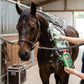Massage apaisant avec le shampoing Arbre à Thé Leovet pour soulager la dermite du cheval.