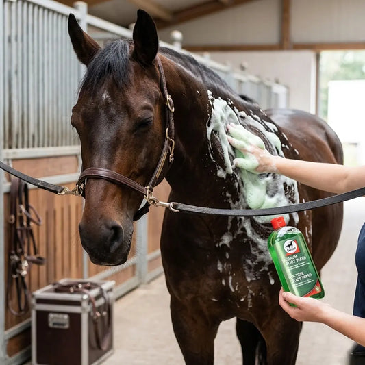 Massage apaisant avec le shampoing Arbre à Thé Leovet pour soulager la dermite du cheval.