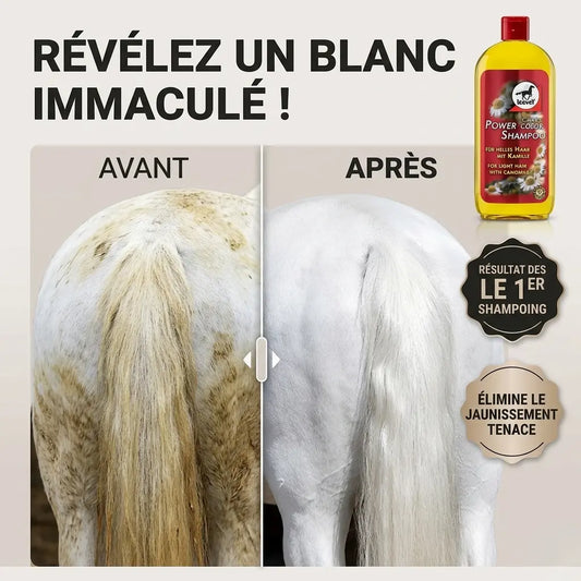 Avant après shampoing camomille sur un cheval blanc : élimine le jaunissement de la robe.