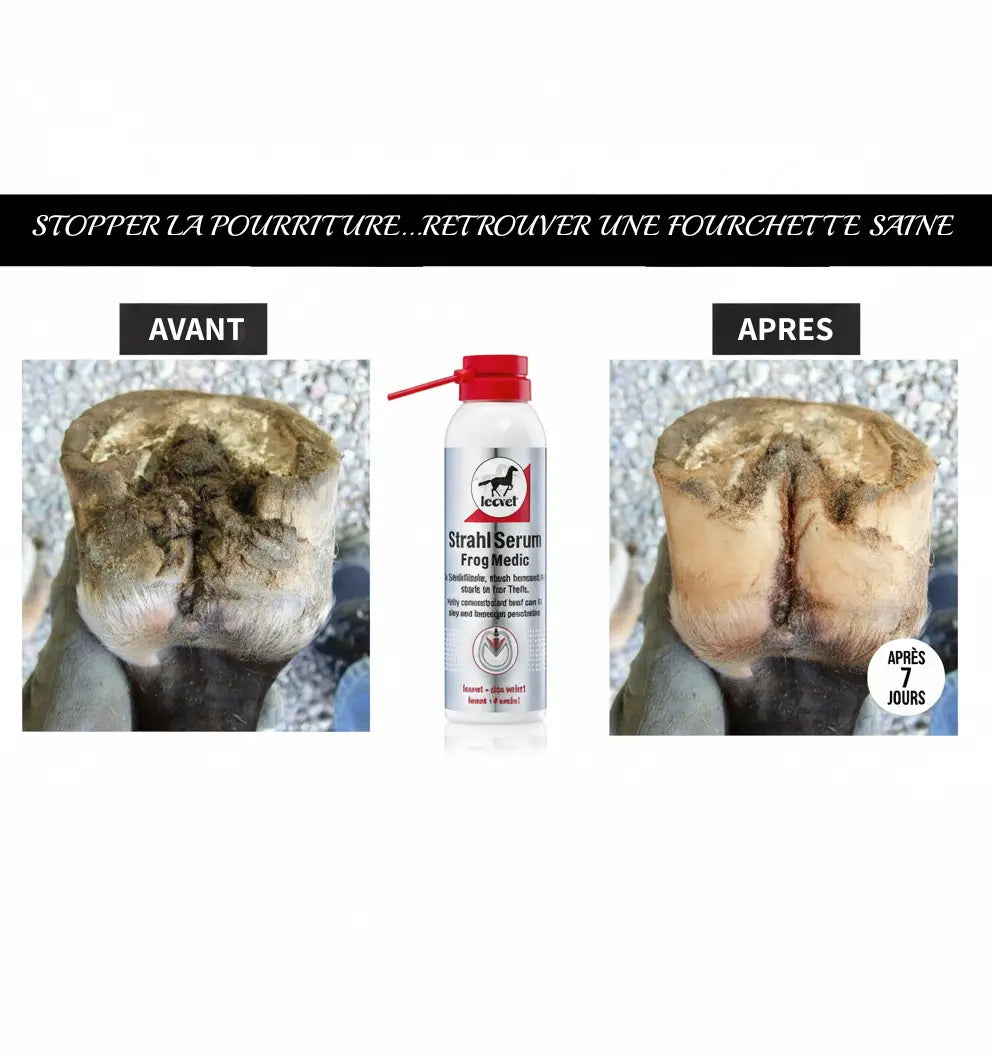 Comparatif avant après traitement pourriture fourchette cheval avec Frog Medic.