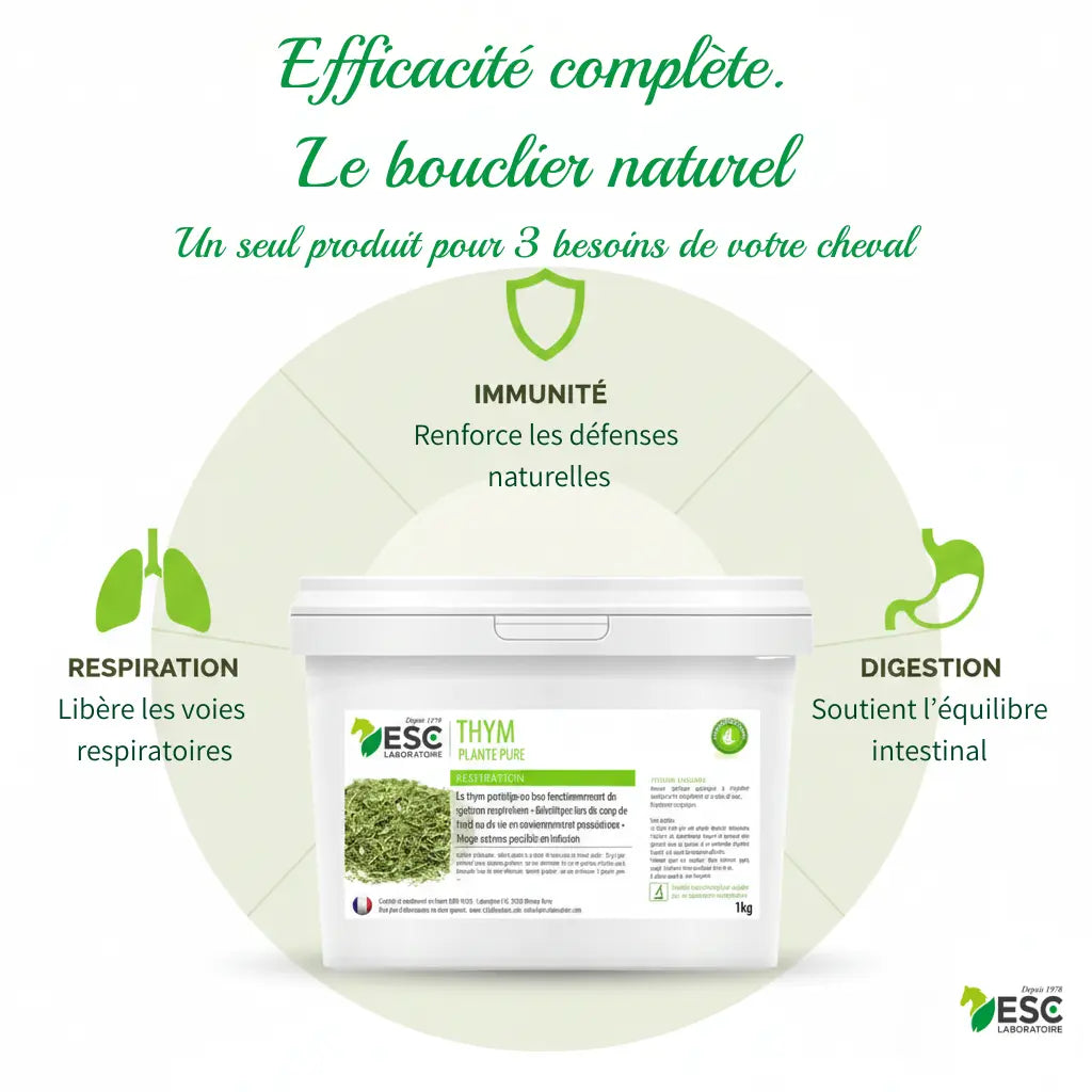 Infographie des bienfaits du thym : immunité et respiration du cheval.