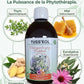 Ingrédients naturels du sirop Tuss'eol : thym, eucalyptus et miel pour la toux du cheval.