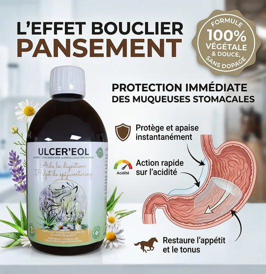 Schéma effet pansement gastrique naturel Ulcereol pour apaiser l'estomac du cheval.