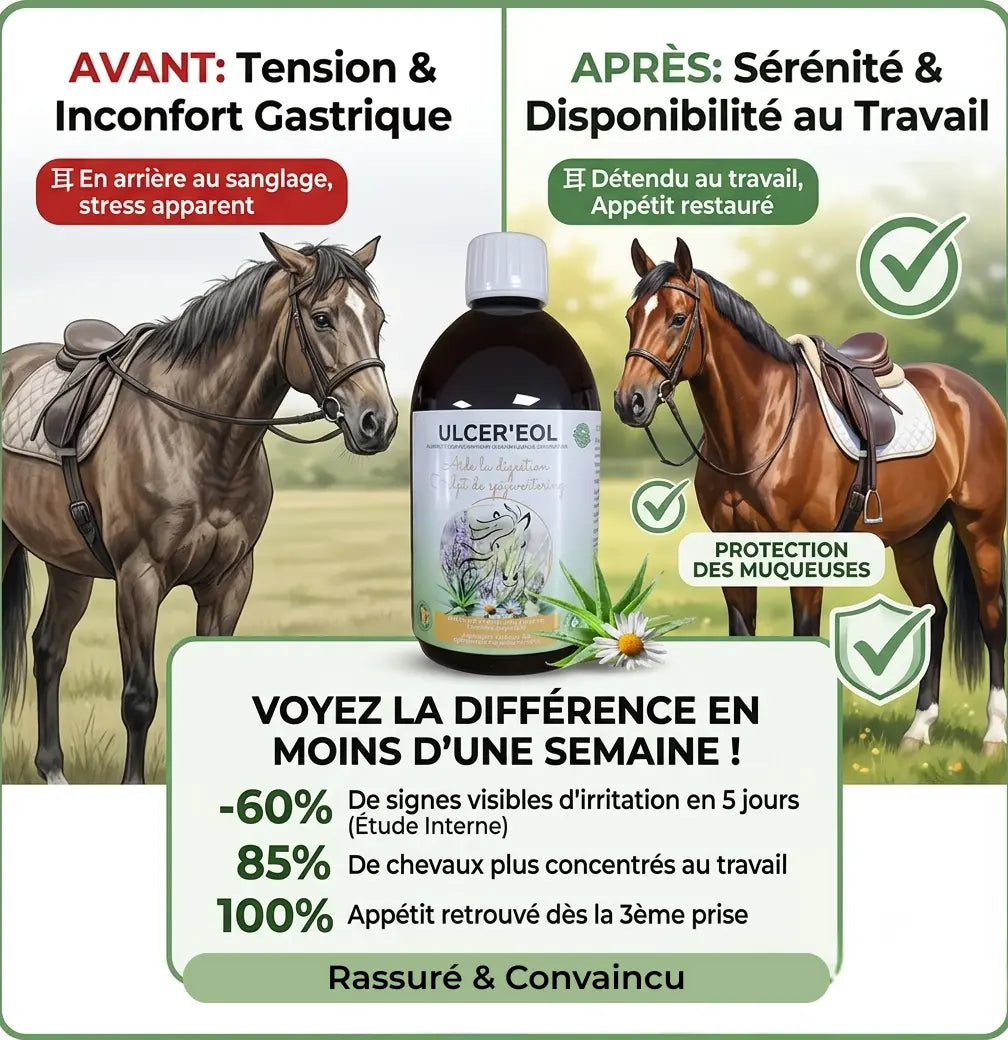 Avant apres Ulcereol cheval detendu sans stress ni acidite gastrique.