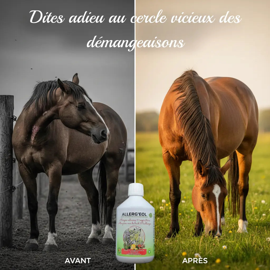 Avant-après Allergéol : repousse des crins et peau apaisée sur un cheval atteint de dermite.