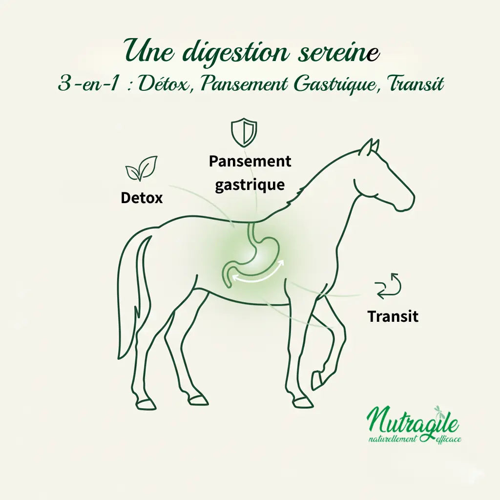 Schéma des bénéfices digestifs de l'argile Nutragile pour cheval.