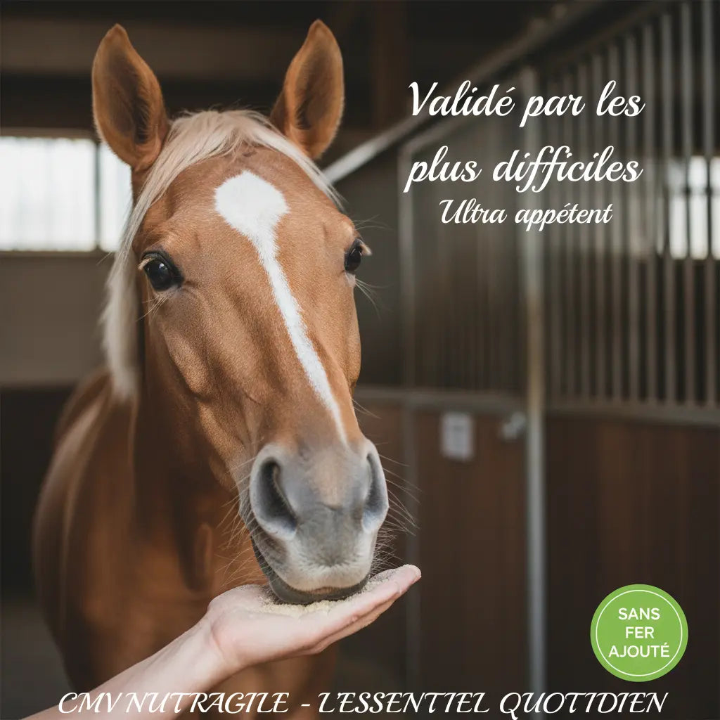 Cheval difficile mangeant son complément Nutragile avec appétit.