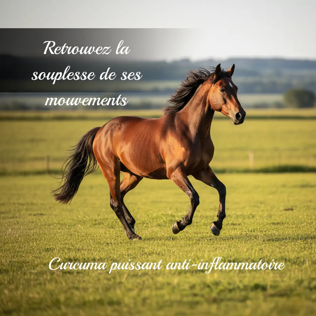 Cheval au galop montrant la souplesse articulaire grâce au curcuma.