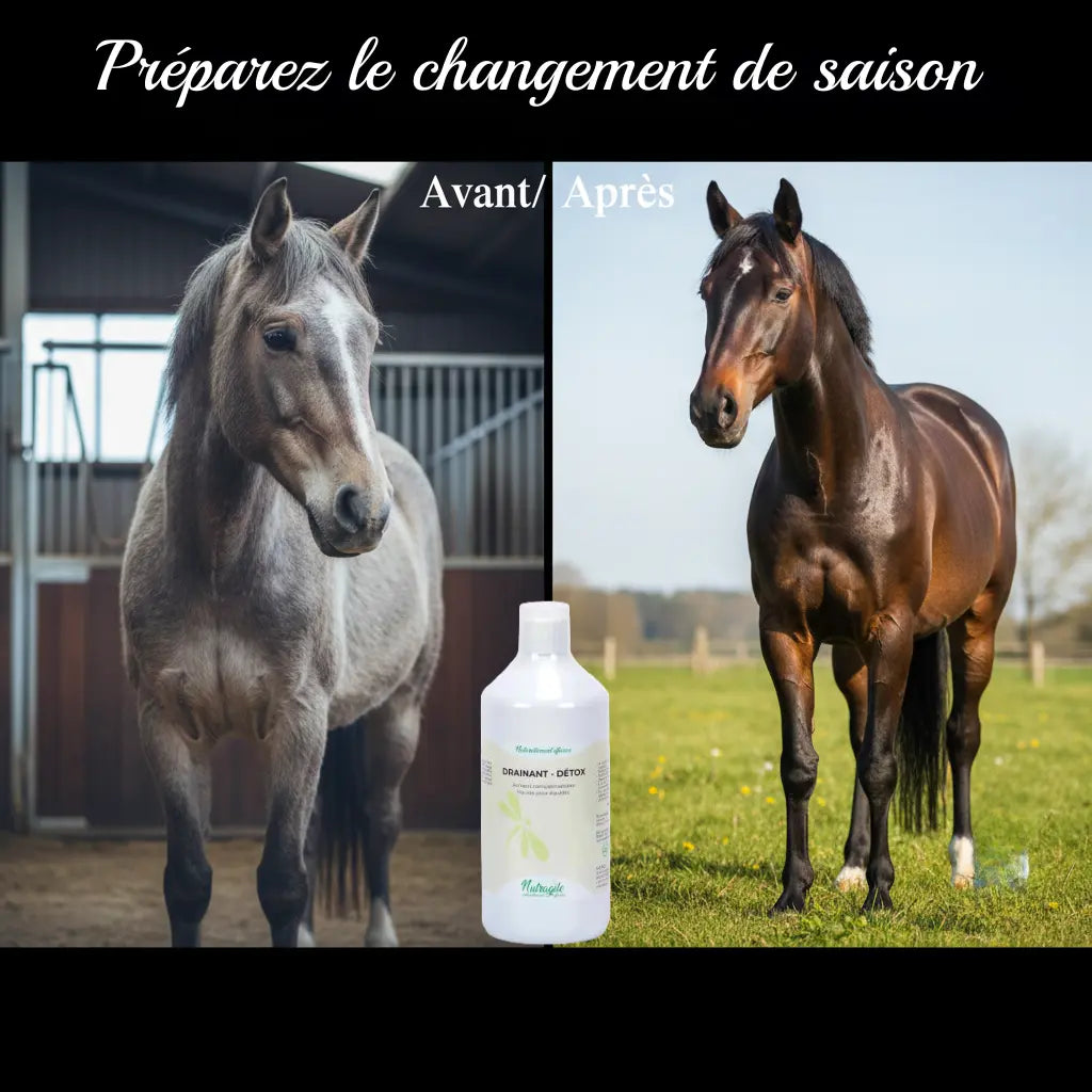Comparatif état de forme cheval avant et après cure drainante.