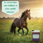 Cheval au poil brillant au galop, complément Equimix Omega pour vitalité.