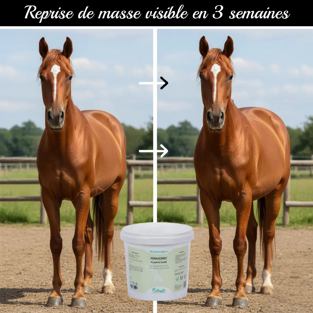 Avant-après prise de masse cheval avec Fenugrec Nutragile