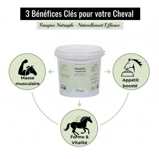 Bénéfices Fenugrec Nutragile : muscle, poids et vitalité cheval