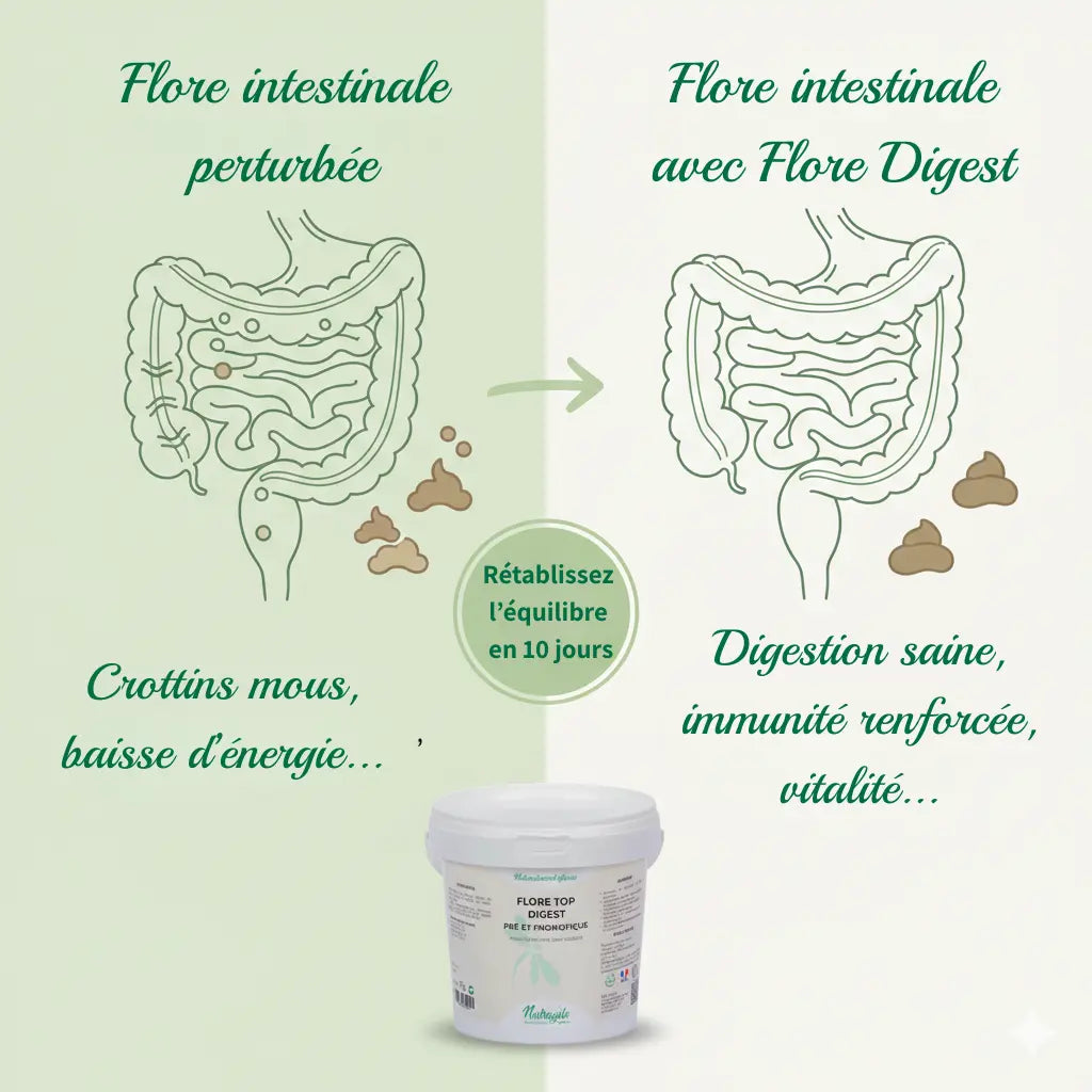 Infographie montrant l'effet du Flore Top Digest sur la flore intestinale du cheval.