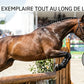 Cheval de concours en mouvement avec des pions impeccables qui tiennent durablement grâce au gel Leovet.