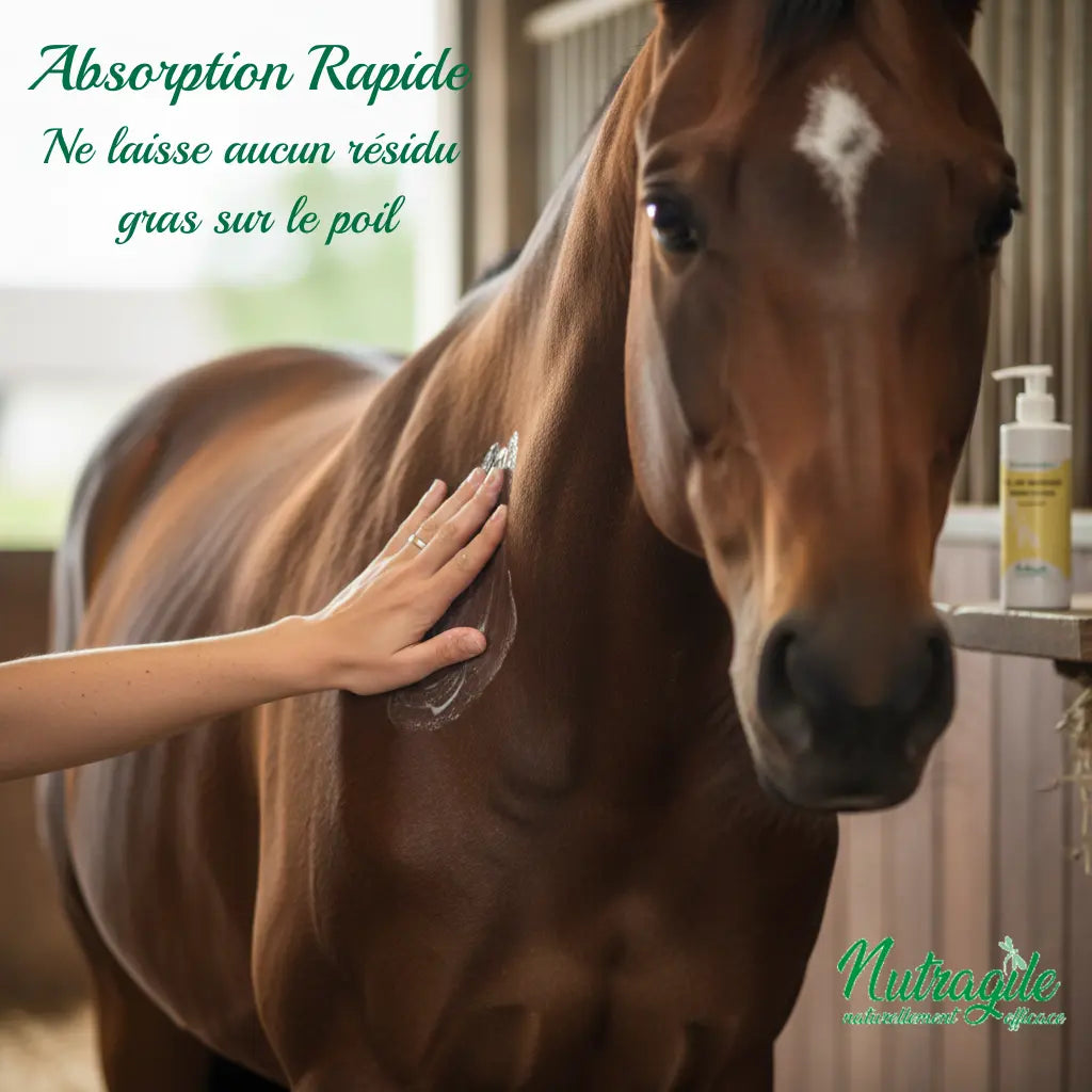 Application du gel de massage Nutragile non gras sur l'épaule d'un cheval.