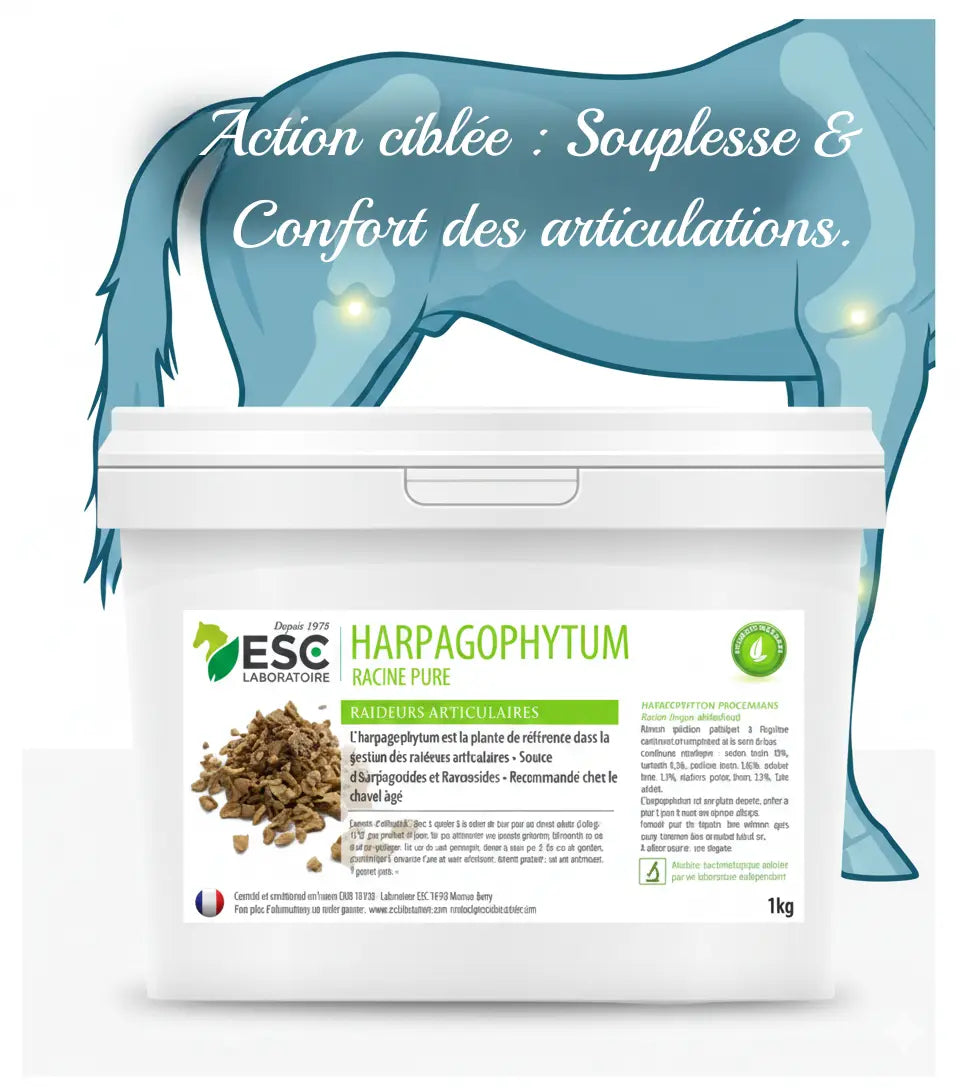 Schéma anatomique cheval montrant l'action de l'harpagophytum sur les membres.