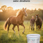 Cheval senior sans douleur grâce au mélange Harpagophytum Nutragile.