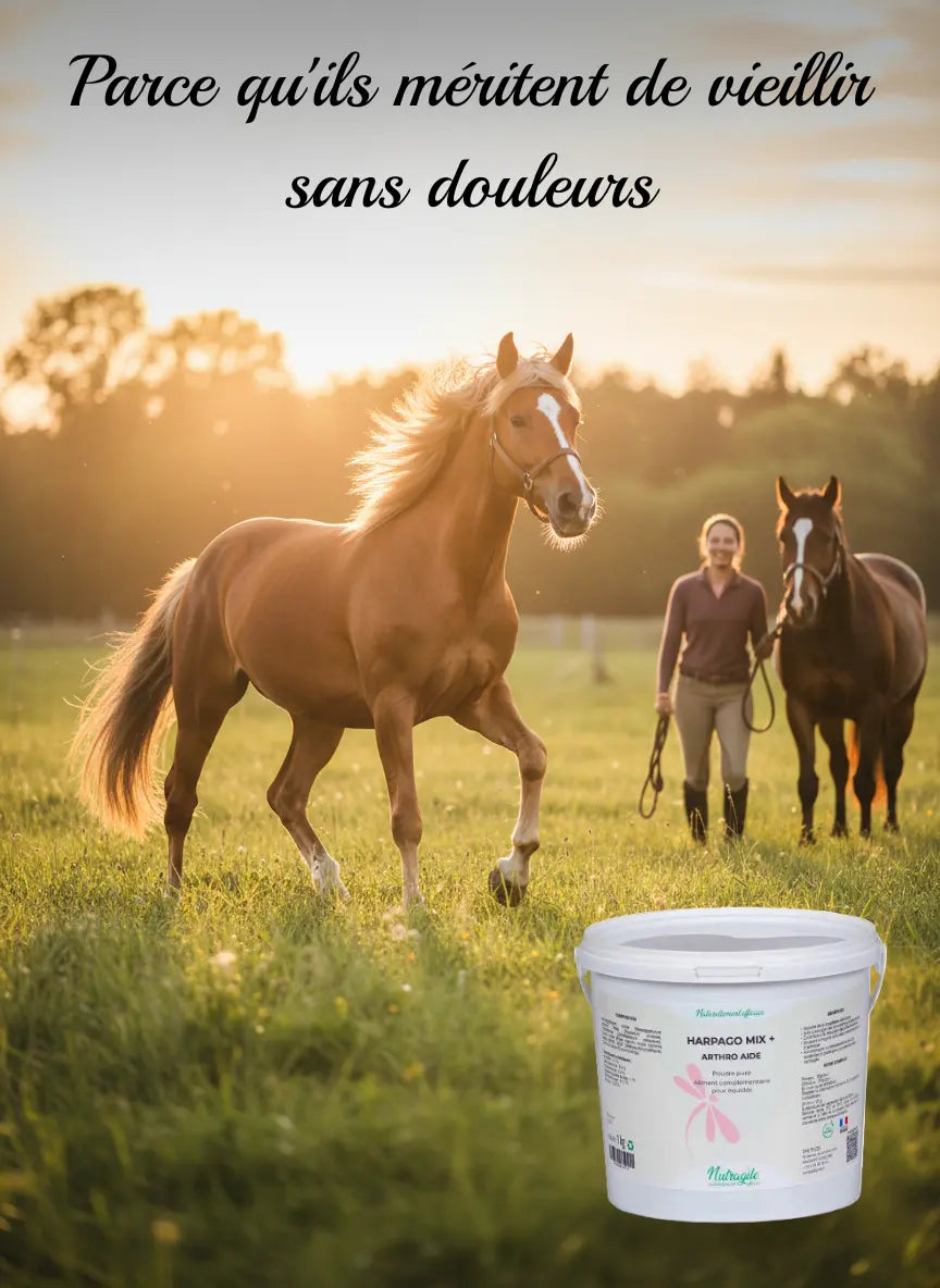 Cheval senior sans douleur grâce au mélange Harpagophytum Nutragile.