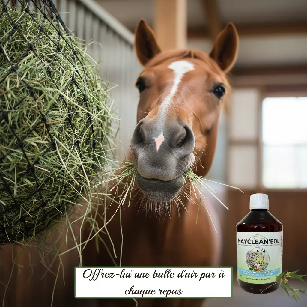 Cheval en pleine santé mangeant du foin traité au HayCleanEol.