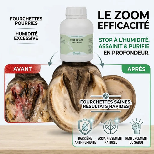 Huile de cade Nutragile pour assainir les fourchettes pourries du cheval.