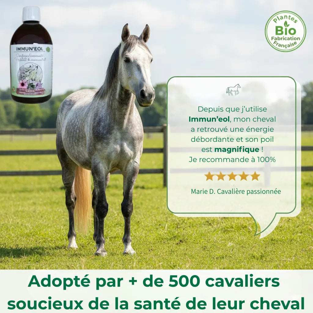 Avis client Equinspiration : cheval en bonne santé après une cure d'Immun'Eol.