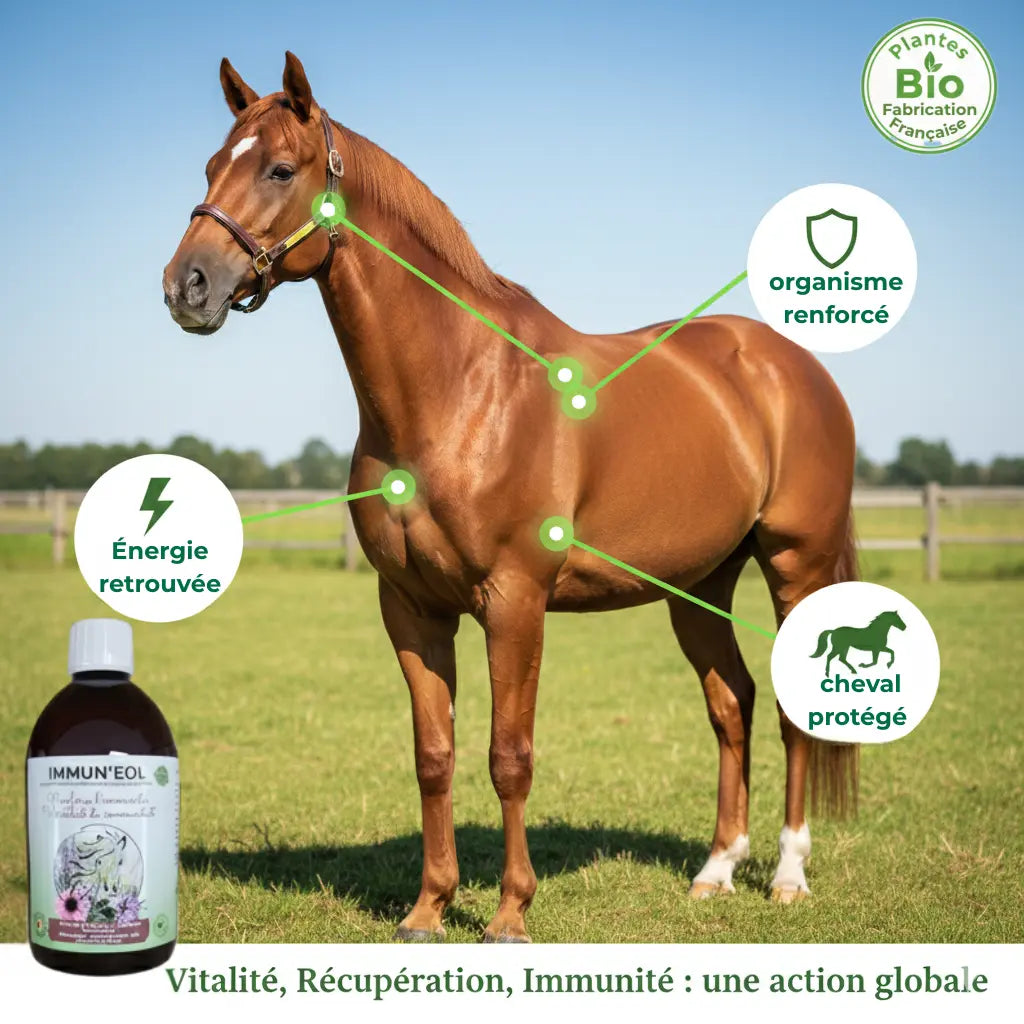 Infographie Immun'Eol : vitalité, défenses immunitaires et récupération du cheval.