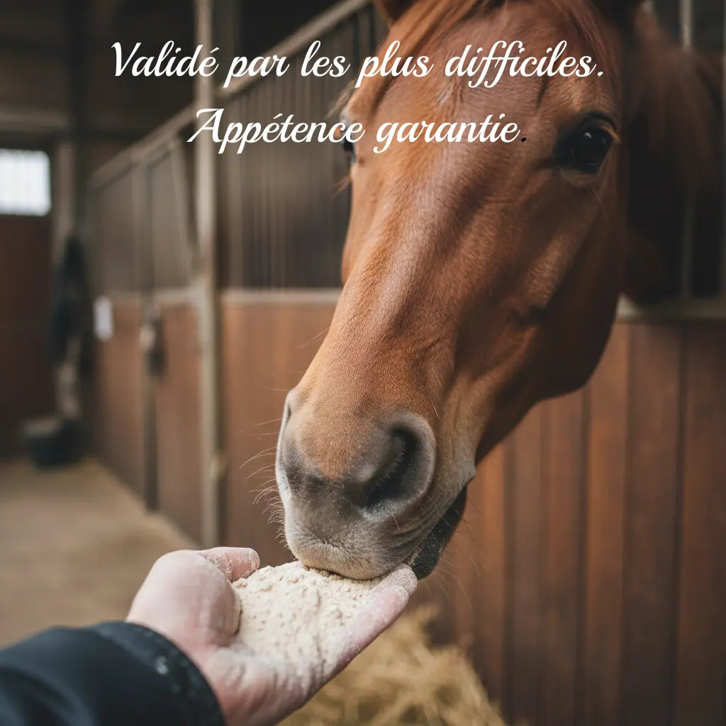 Cheval mangeant le complément Nutragile, prouvant la facilité de prise.