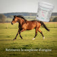 Cheval au galop en pleine liberté illustrant la souplesse articulaire Nutragile.