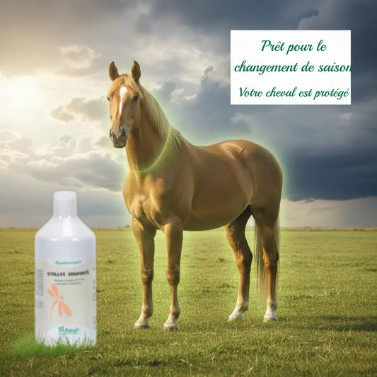 Cheval protégé au paddock : complément immunité Nutragile