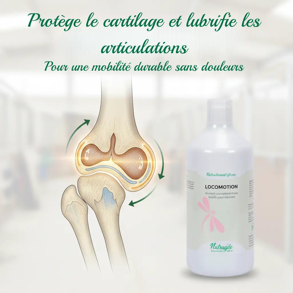 Schéma protection cartilage et arthrose cheval avec Nutragile Locomotion.