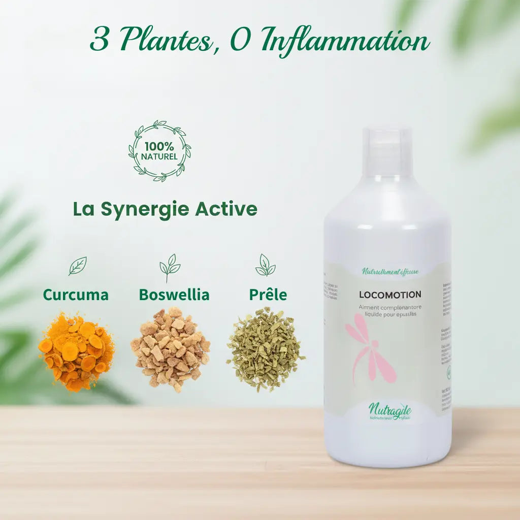 Complément naturel Nutragile : Curcuma, Boswellia et Prêle pour les articulations du cheval.