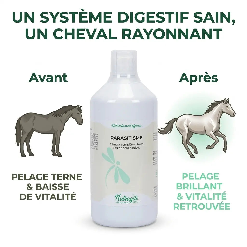 Comparaison avant/après : vitalité et pelage brillant du cheval avec Nutragile.