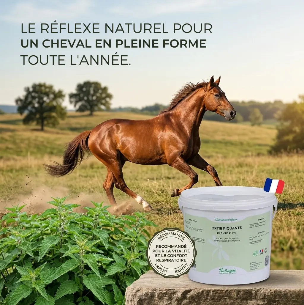 Cheval au galop boosté par l'ortie piquante naturelle Nutragile.