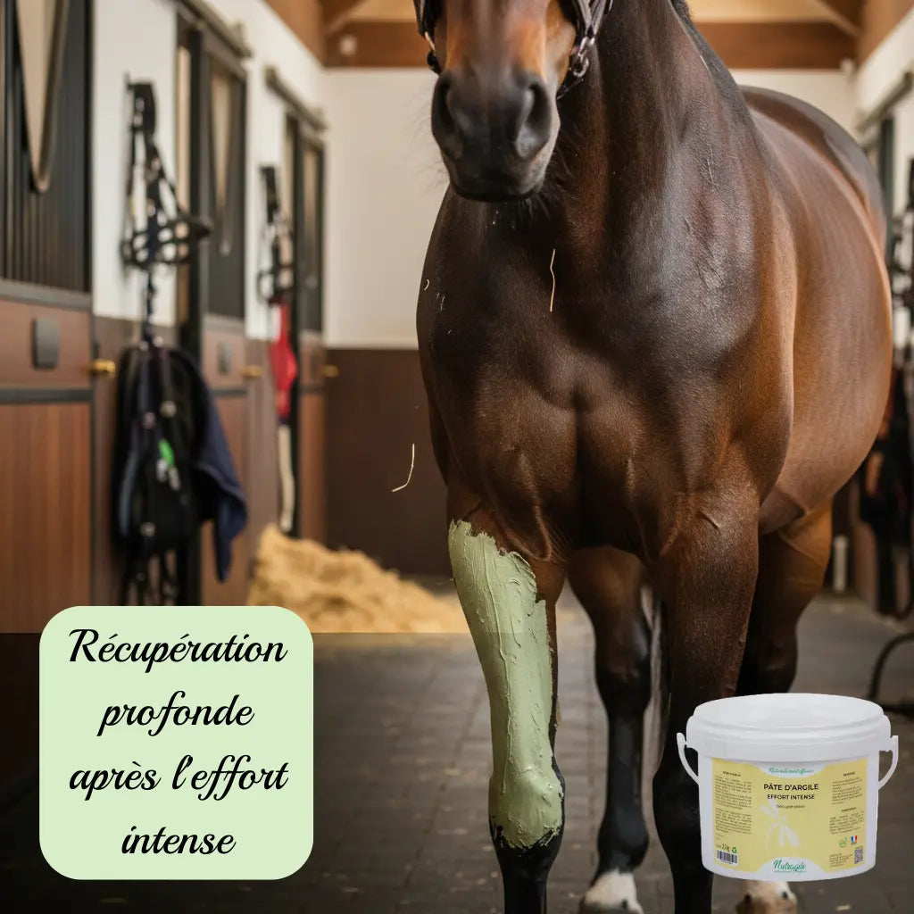 Argile de récupération pour membres de chevaux de sport après l'effort.