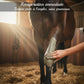 Application argile Nutragile sur les membres du cheval pour récupération après effort.
