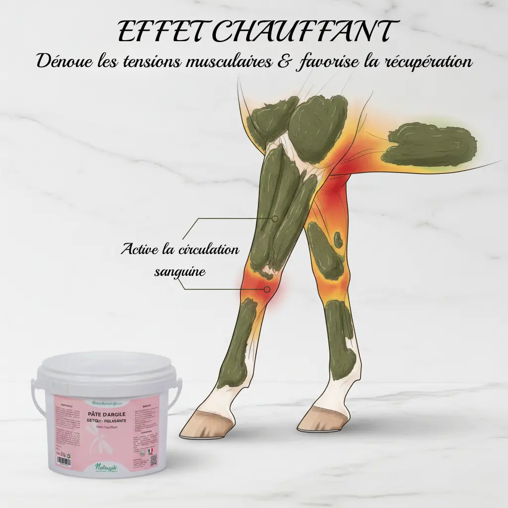 Schéma montrant l'effet chauffant de l'argile sur les muscles du cheval pour soulager les raideurs.