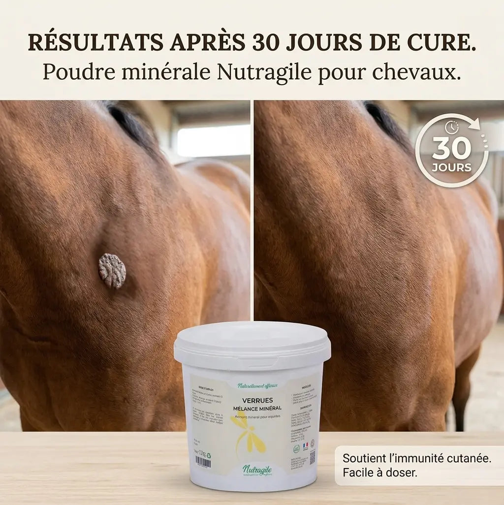 Avant/Après traitement sarcoïde cheval avec Nutragile Poudre : disparition de la verrue.