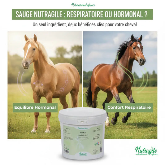 Bienfaits de la sauge pour cheval : confort respiratoire et équilibre hormonal.