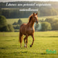 Cheval au galop profitant des bienfaits de la sauge pour les voies respiratoires.