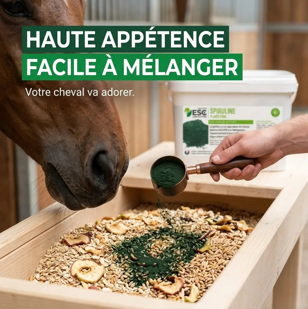 Comment donner la spiruline au cheval : mélange facile dans la ration quotidienne.