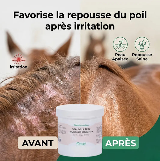 Résultat repousse du poil cheval après application du baume Nutragile.