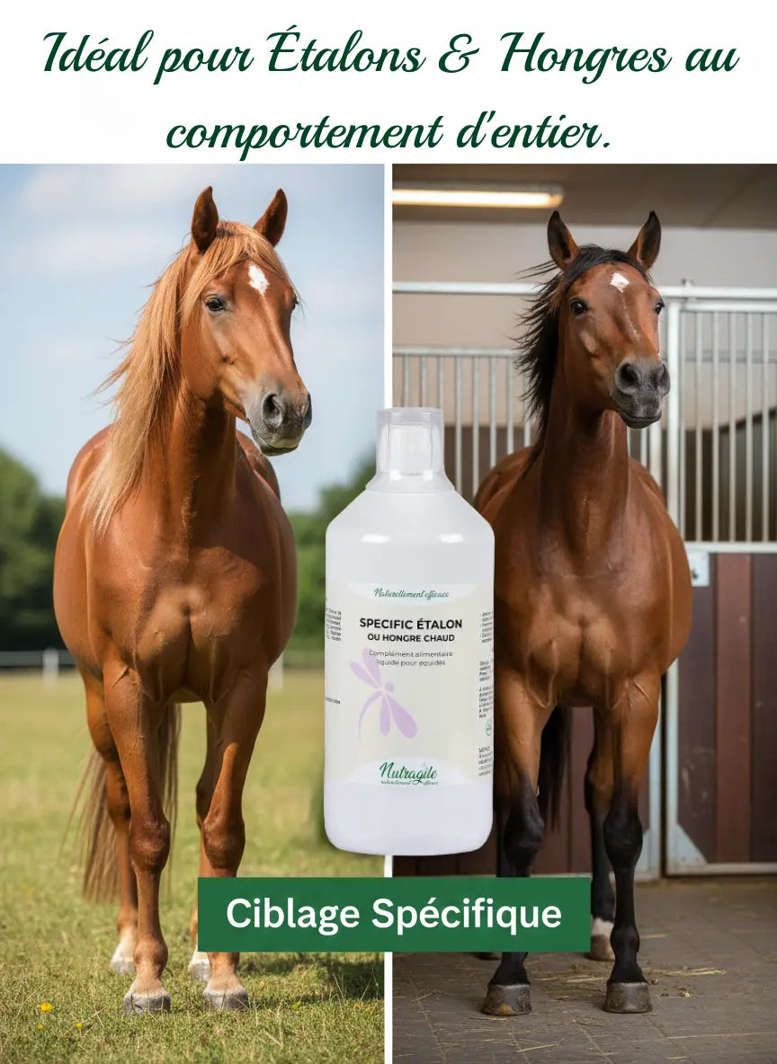 Complément pour hongre chaud manifestant des comportements d'étalon